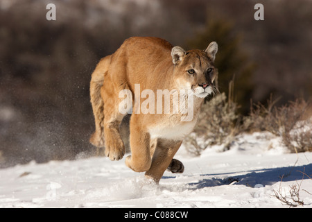 Cougar running in the snow, Montana, USA Stock Photo