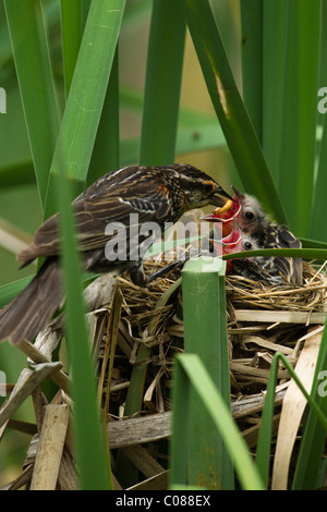 Red-winged Blackbird mother with fledglings at nest, Pennsylvania, USA Stock Photo