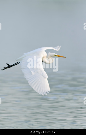 Great Egret flying over lake Stock Photo