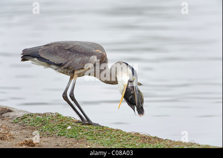 Great Blue Heron swallowing large fish Stock Photo