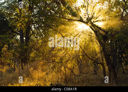 Sunrise in Moremi park Botswana Stock Photo