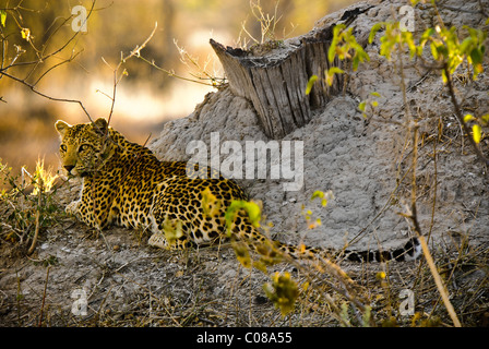Leopard hides behind termite mound stalking gazelle. Stock Photo