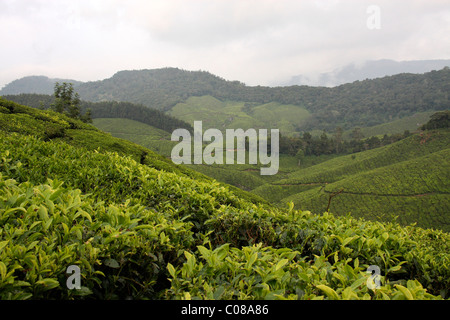 abstract of tea plantations in the scenic touristic hill station munnar,kerala,India Stock Photo