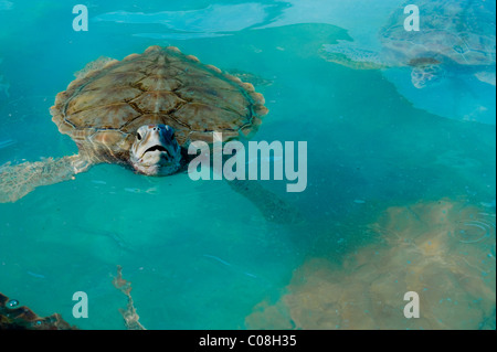Large green turtle in the waters of Cancun mexico Stock Photo