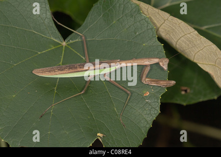 Chinese Praying Mantis (Tenodera aridifolia sinensis) on a leaf Stock Photo