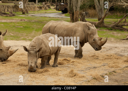 Disney World white rhinoceros feed on hay in the Animal Kingdom while ride vehicle can be seen in rear. Stock Photo