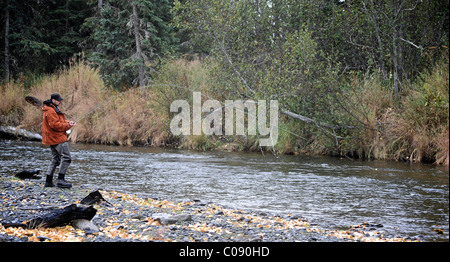 Fly fisherman in a wild Steelhead on Deep Creek, Kenai Peninsula, Southcentral Alaska, Autumn Stock Photo