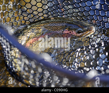 Close up of a Rainbow Trout in a net fished on Deep Creek, Kenai Peninsula, Southcentral Alaska, Autumn Stock Photo