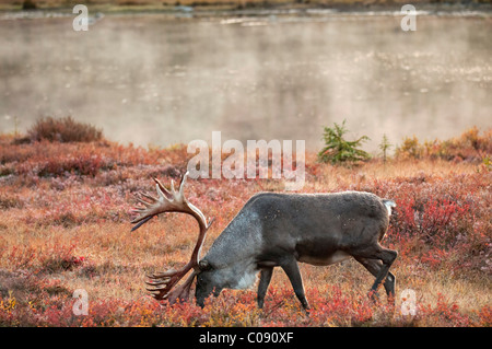Bull caribou browses amidst the Autumn tundra on the north side of Wonder Lake in Denali National Park & Preserve, Alaska
