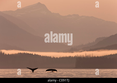 Humpback whales dive showing their tails at sunrise in Frederick Sound, Inside Passage, Coastal Range, Alaska. Composite Stock Photo