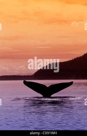 Silhouette of a humpback whale's fluke as it returns to the depths of Seymour Canal at sunset, Inside Passage, Alaska Stock Photo