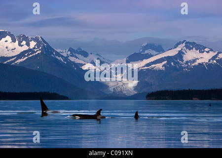 Orcas surface in the calm waters of Lynn Canal with Herbert Glacier in the background, Inside Passage, Alaska. Composite Stock Photo