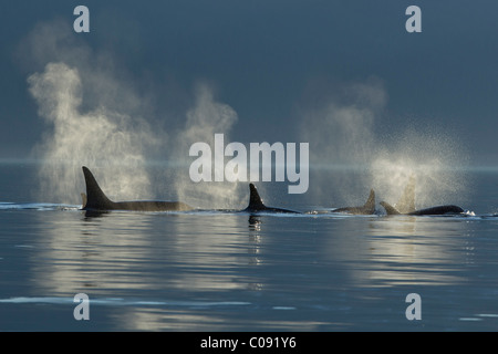 A group of Orca surface in the calm waters of Lynn Canal, Inside Passage, Southeast Alaska, Summer. Composite Stock Photo