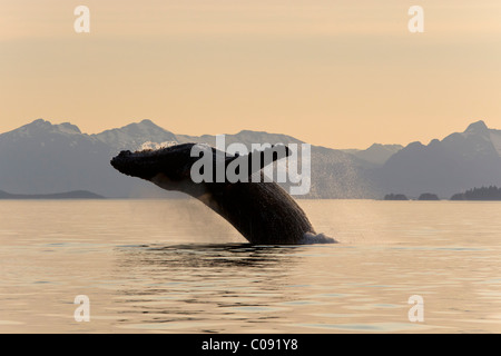 A Humpback Whale breaches from the calm waters of Frederick Sound at sunset, Inside Passage, Alaska Stock Photo