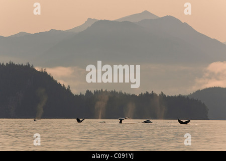 Humpback Whales lift their flukes as they return to the depths of Frederick Sound , Inside Passage, Alaska Stock Photo