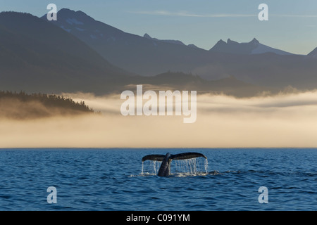 Humpback Whale tail visible along a fog shrouded shoreline in Frederick Sound, Inside Passage, Coastal Range, Alaska. Composite Stock Photo