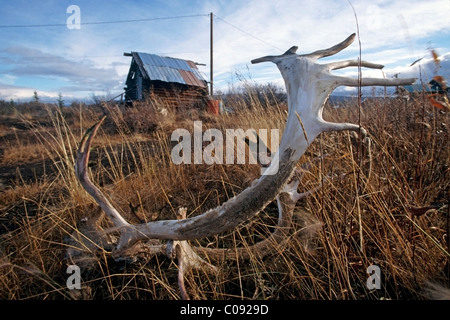 Close up of a Caribou antler on a grassy slope with a weathered building in the background, Arctic Village, Arctic Alaska Stock Photo