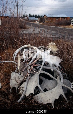 Close up of a Caribou antlers next to a gravel road and weathered buildings in the background, Arctic Village, Autumn Stock Photo