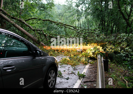 Fallen trees after a storm in Vallendar, Rhineland-Palatinate, Germany, Europe Stock Photo