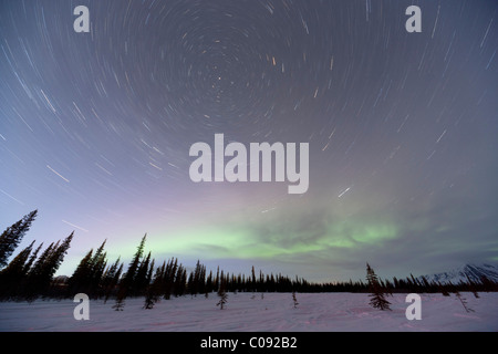 View of Northern Lights and star trails above spruce trees in Broad Pass, Southcentral Alaska, Winter Stock Photo