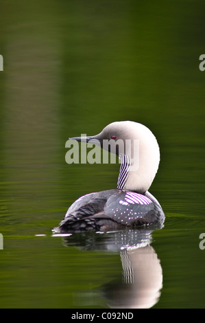 Close up of a pacific loon swimming in a pond in Chugach State Park near Anchorage, Southcentral Alaska, Summer Stock Photo