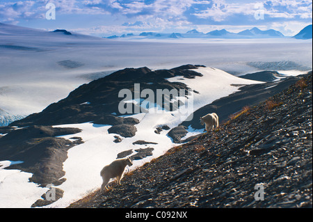 Two Mountain Goats stand on a mountainside with Harding Icefield in the background, Kenai Fjords National Park, Alaska Stock Photo