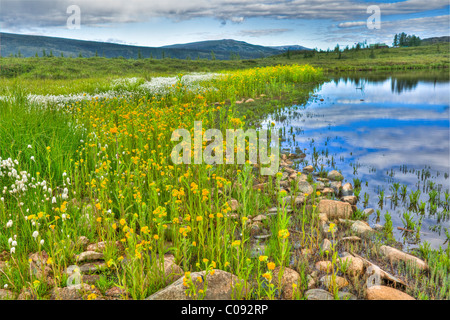 View of a tundra pond, wildflowers and the park ranger station, near Wonder Lake in Denali National Park, HDR Stock Photo