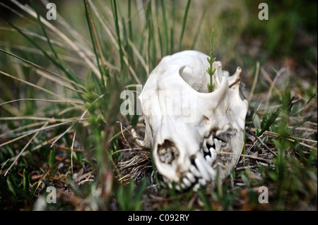 Close up of a wolf skull along Katak Creek, Brooks Range, ANWR, Arctic Alaska, Summer Stock Photo