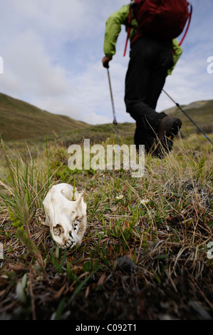 Hiker on the tundra walks by a wolf skull along Katak Creek, Brooks Range, ANWR, Arctic Alaska, Summer Stock Photo