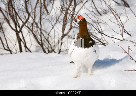 Male Willow Ptarmigan in breeding plumage stands on snow near Savage River, Denali National Park and Preserve, Interior Alaska Stock Photo