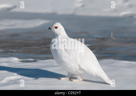 Male Willow Ptarmigan in white winter plumage walks on the frozen Savage River in Denali National Park and Preserve, Alaska Stock Photo