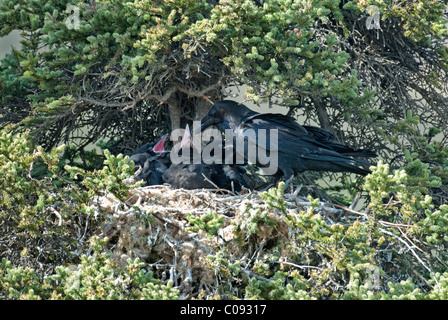 Adult Raven feeding its open-mouthed chicks in their nest near Sanctuary Campground, Denali National Park and Preserve, Alaska Stock Photo