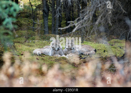 Pair of Lynx rest in mossy opening in dense spruce forest near Igloo Creek in Denali National Park and Preserve, Alaska Stock Photo