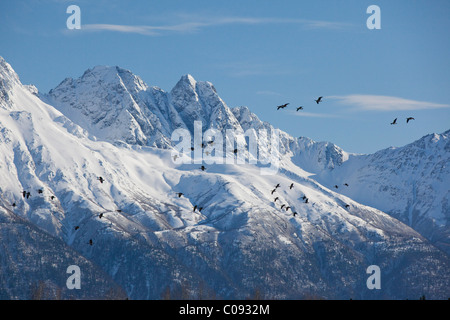 Skein of Canada Geese in flight over Matanuska-Susitna Valley in Palmer, Southcentral Alaska, Spring Stock Photo