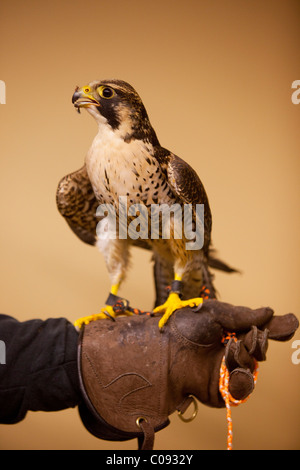 Indoor portrait of a Peregrine Falcon perched on its handlers gloved hand   at Bird TLC in Anchorage, CAPTIVE Stock Photo