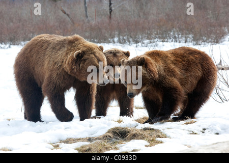 Two Brown bears(lt) & one Grizzly bear(rt) stand face to face at the Alaska Wildlife Conservation Center near Portage, CAPTIVE Stock Photo