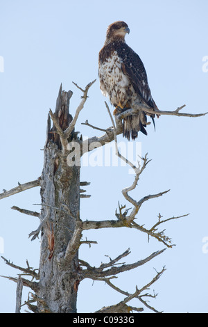 An immature Bald eagle perches in a dead saltwater-killed tree near Portage, Southcentral Alaska, Spring Stock Photo