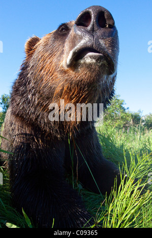 Close up of a male Brown Bear head and shoulders at the Alaska Wildlife Conservation Center, Southcentral Alaska. Captive Stock Photo