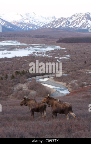 Pair of bull moose in velvet looking over the Savage River from a hillside, Denali National Park and Preserve, Interior Alaska Stock Photo