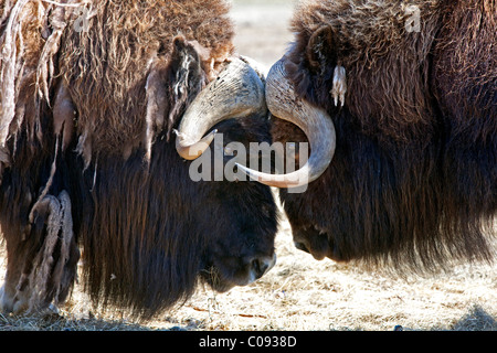 Close up of two bull Musk oxen standing face to face in a fighting confrontation, Alaska. Captive Stock Photo