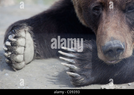 Adult Brown bear laying in dirt with only its face and paws showing, near Portage, Alaska. Captive