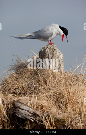 An adult Arctic Tern sits on a driftwood stump and calls, Southcentral Alaska, Spring Stock Photo