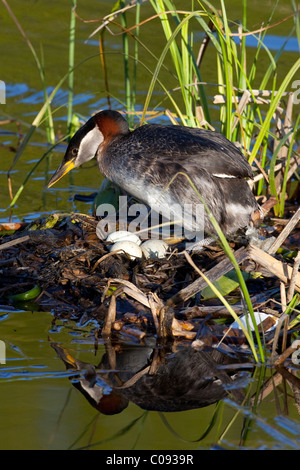A Red-necked Grebe settles on its clutch of white eggs at a small pond in Anchorage, Southcentral Alaska, Summer Stock Photo