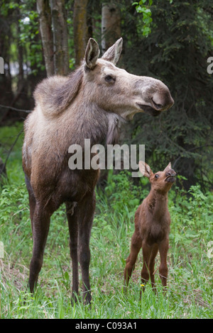 A cow and calf moose walk in a forested area of Anchorage, Southcentral Alaska, Summer Stock Photo