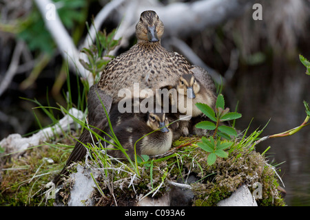 A Green-winged Teal hen and her clutch of ducklings sit on a grass covered stump in a small Anchorage pond, Southcentral Alaska Stock Photo