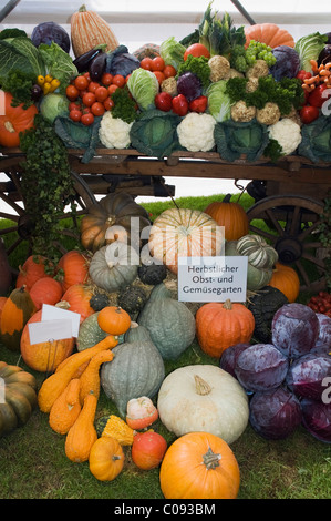 Pumpkins, vegetables and cabbage on market, Landshut, Lower Bavaria, Germany, Europe Stock Photo