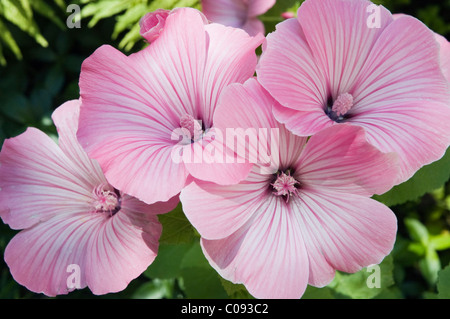 Annual Mallow, Rose Mallow, Royal Mallow, Regal Mallow (Lavatera trimestris), Germany Stock Photo