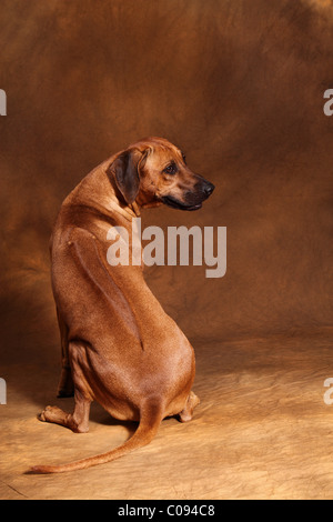 3 Rhodesian Ridgebacks Stock Photo - Alamy