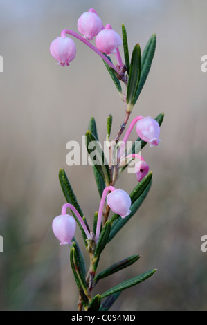 Bog-rosemary (Andromeda polifolia) Stock Photo