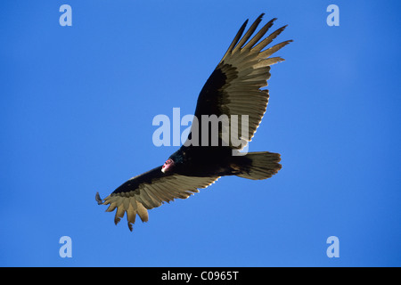 Turkey Vulture (Cathartes aura), Baja California, Mexico, North America Stock Photo